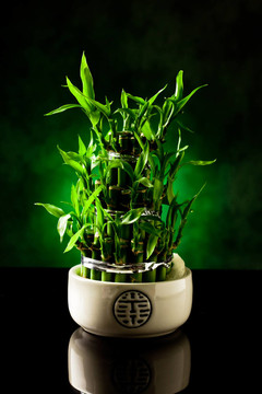 竹類(lèi)植物