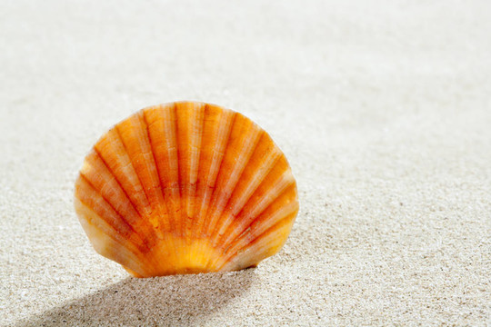 海灘沙貝殼熱帶完美暑假