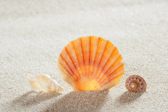 海灘沙貝殼熱帶完美暑假