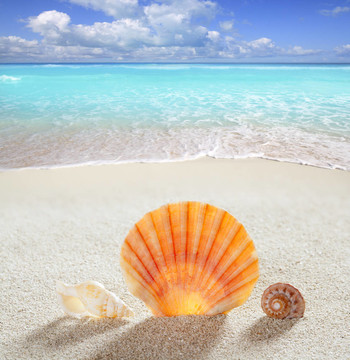 海灘沙貝殼熱帶完美暑假