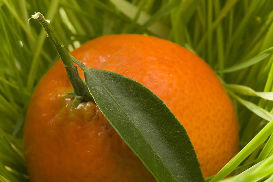 橙色的Tangerine夜店