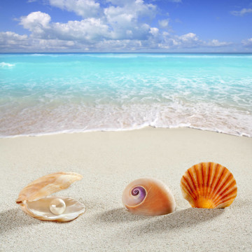 海灘度假背景貝殼珍珠蚌