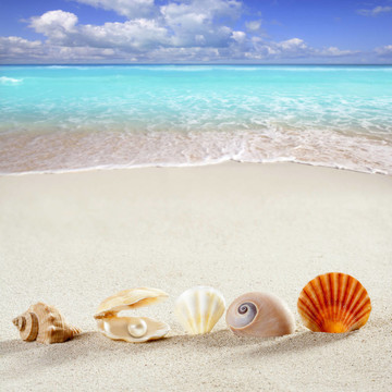 海灘度假背景貝殼珍珠蚌