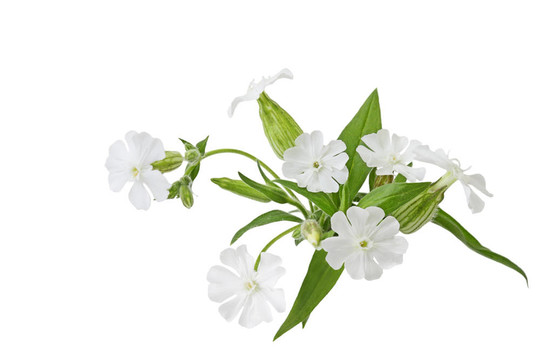 白花蠅子草野花