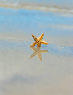 海灘上的海星