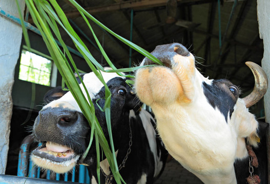 飼喂奶牛