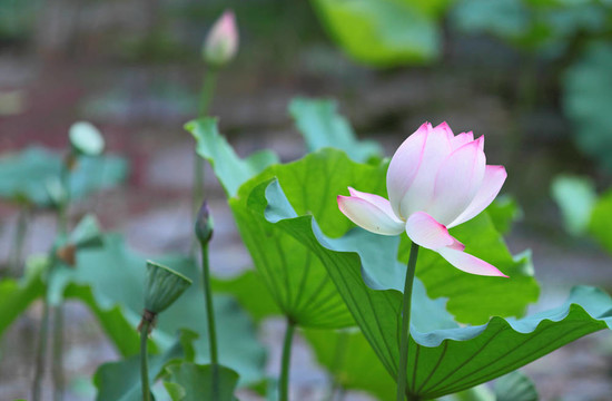 蓮花
