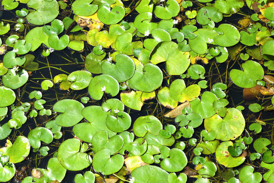 水上漂浮植物
