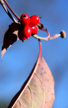 紅莓