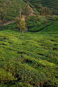 nelliyampaty丘陵茶園