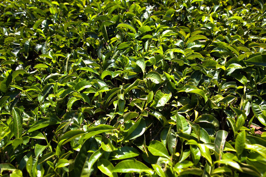 nelliyampaty丘陵茶園在mumnar喀拉拉邦的印度