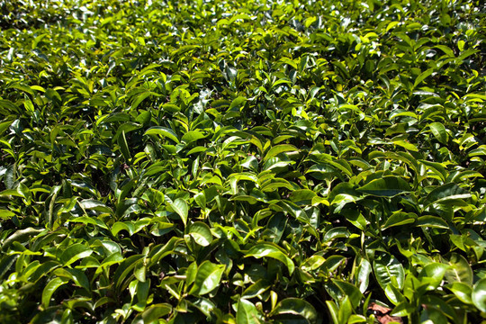 nelliyampaty丘陵茶園