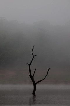 Periyar湖保護(hù)區(qū)