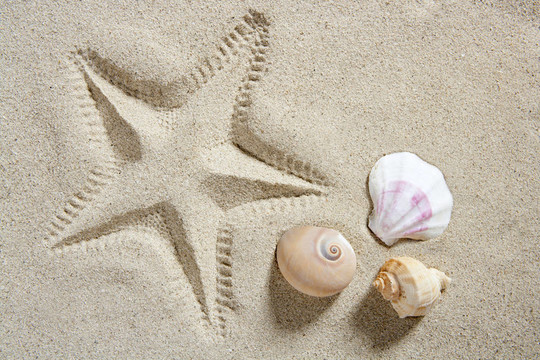 沙灘沙灘海星打印貝殼和蝸牛夏季