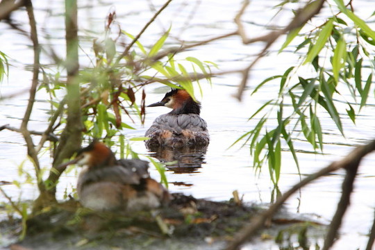 小鸊鷉（Podiceps cristatus）