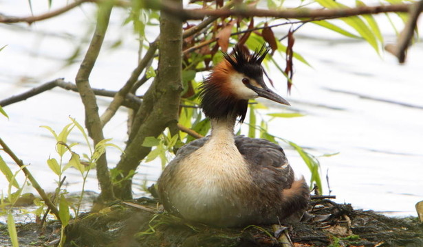 小鸊鷉（Podiceps cristatus）