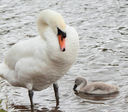 雌天鵝和小天鵝（Cygnus olor）