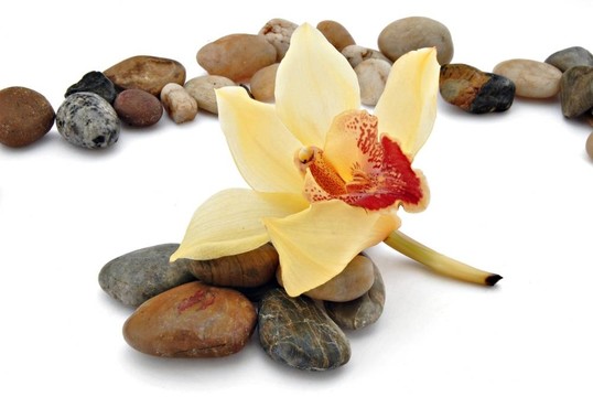 黃色的蘭花