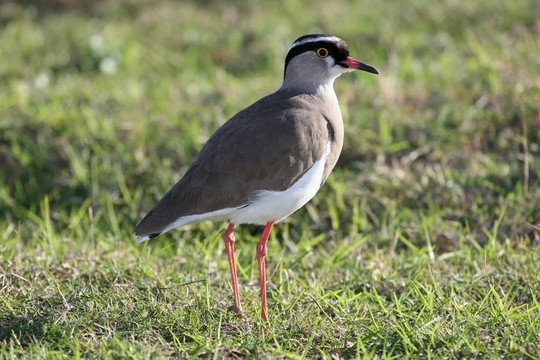 加冕的鸻鳥