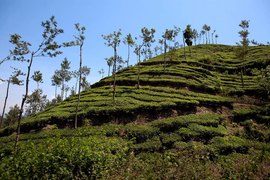 nelliyampaty丘陵茶園