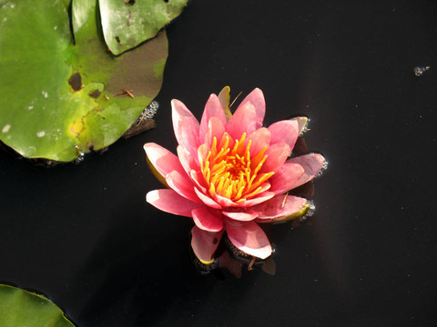 水百合