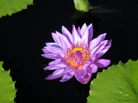 水百合