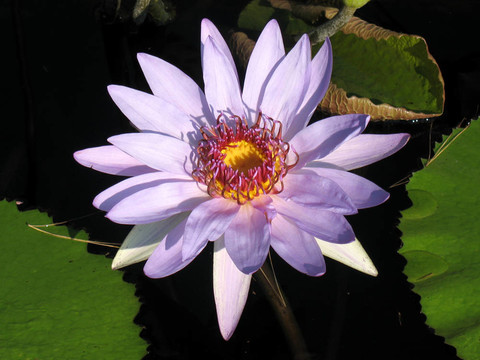 水百合