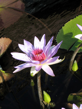 水百合