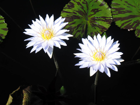 水百合