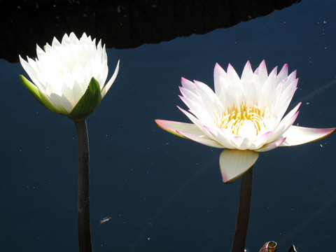 水百合