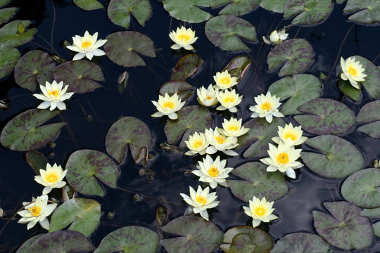 水百合