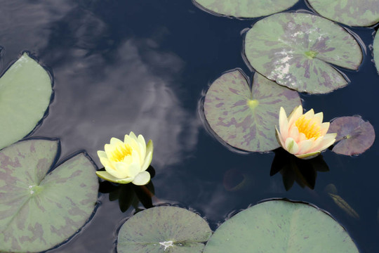 水百合