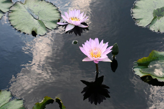 水百合
