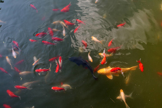 裝飾鯉魚和錦鯉