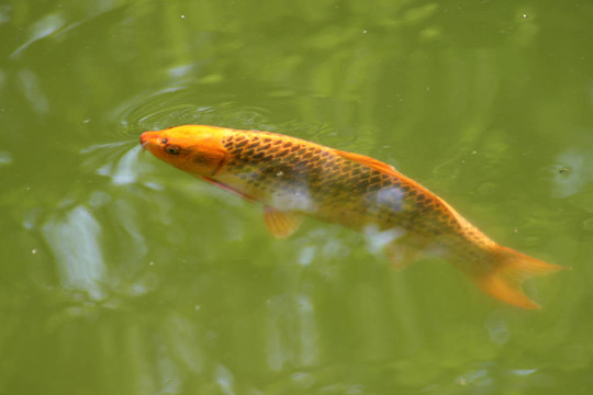裝飾鯉魚和錦鯉