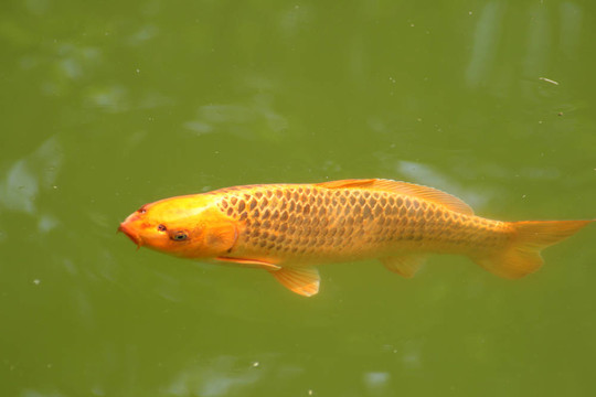 裝飾鯉魚和錦鯉