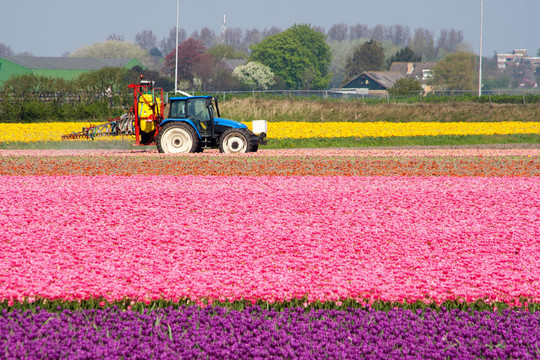 tulipfield