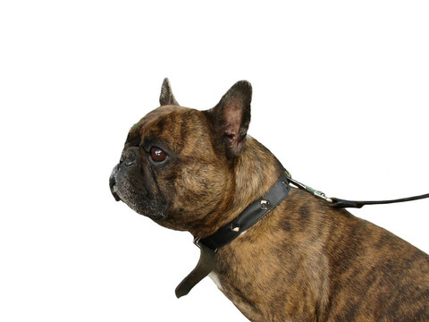 法國斗牛犬