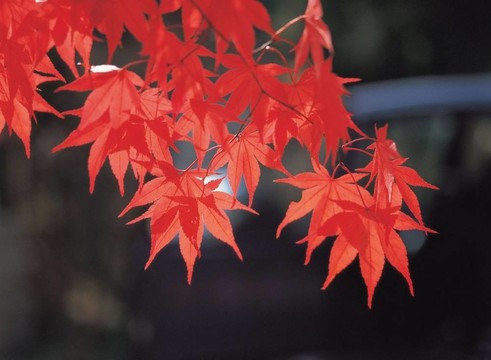 季節(jié)性的觀點(diǎn)