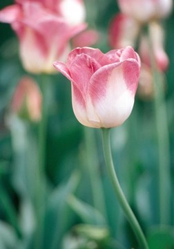 花意象
