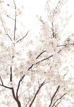 春天的素描