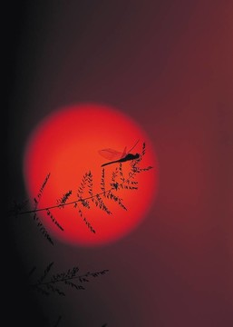 季節(jié)性的觀點(diǎn)