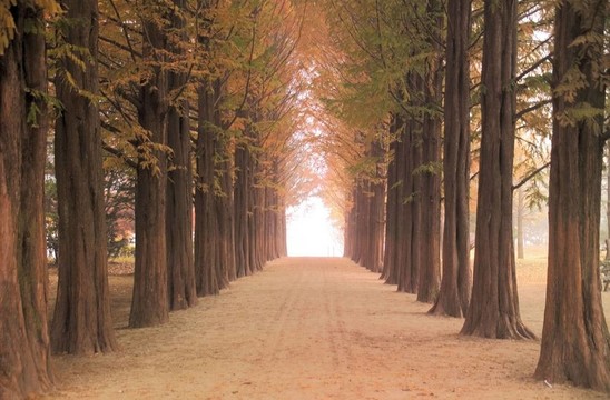 道路景觀