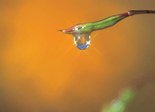 春天的素描