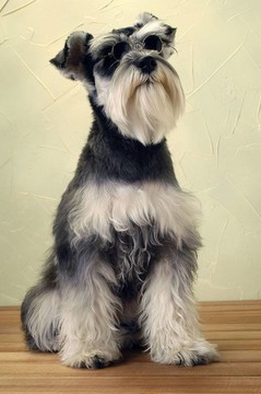 寵物