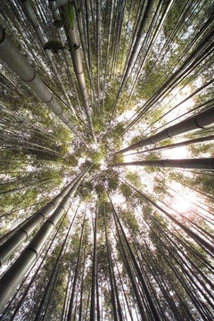 季節(jié)性的觀點(diǎn)