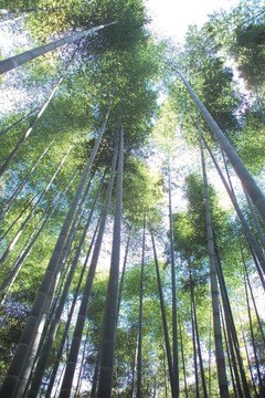 夏天的素描