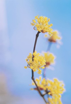 春天的素描