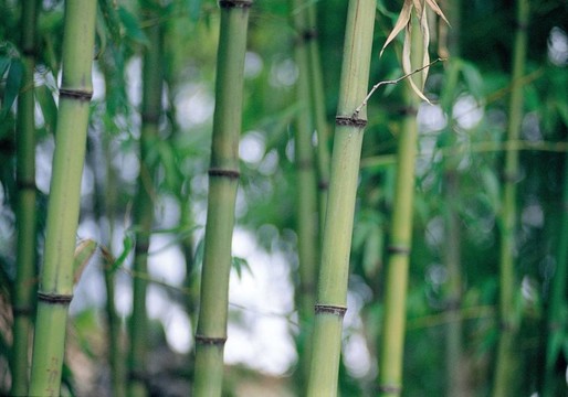 樹形象