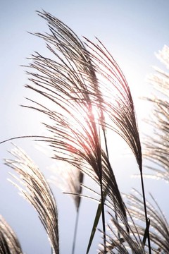 季節(jié)性的觀點